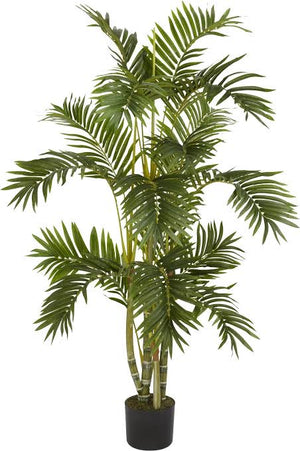 Areca Palm