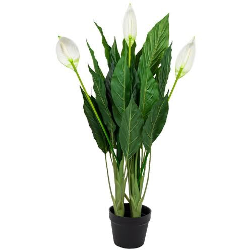 Spathiphyllum Peace Lily